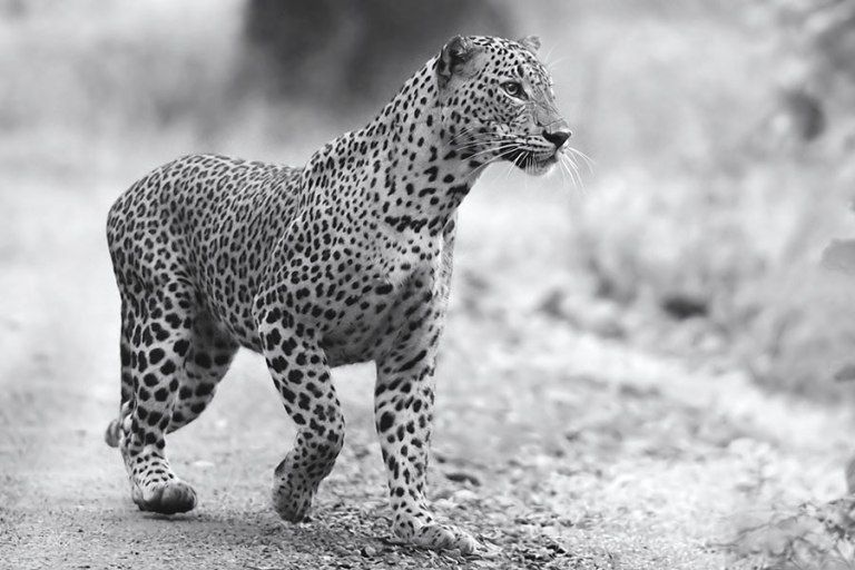 Leopard-cub-at-Wilpattu-National-Park.jpg