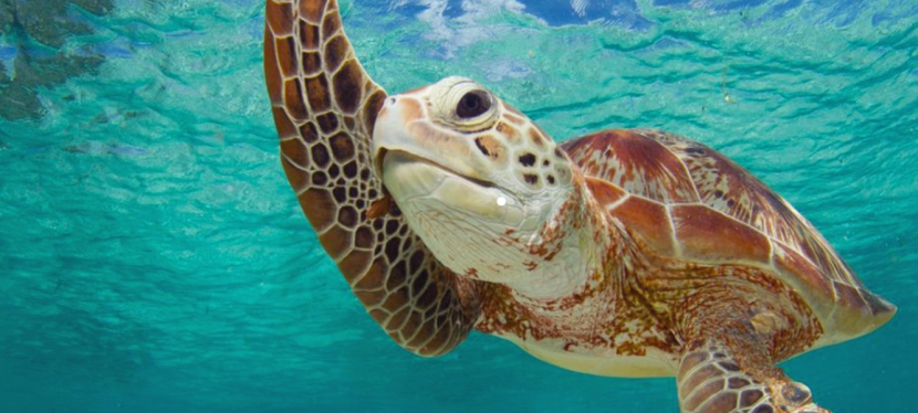 Most Interesting Sea Turtle Facts from Sri Lanka